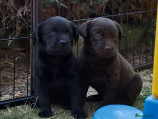 Labrador Retriever dogs Quality Labrador pups. Health tested parents - Advert 1
