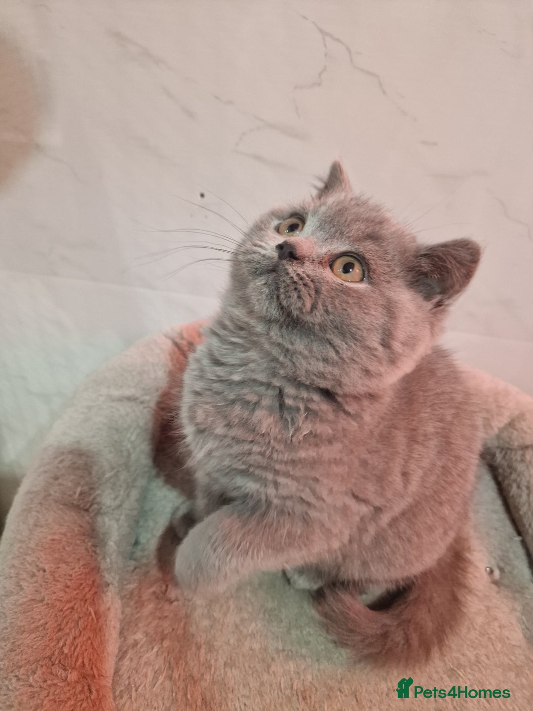 British Shorthair cats for sale: Champion Gccf chunky kittens  - Advert 9