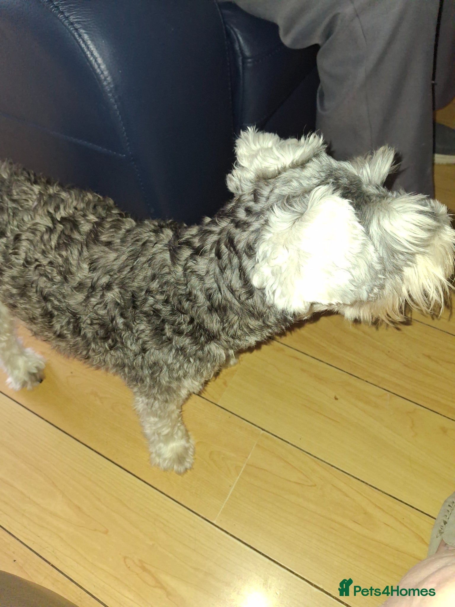 Miniature Schnauzer dogs Jennifer Knowles  - Advert 1