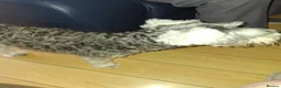 Miniature Schnauzer dogs for stud: Jennifer Knowles  - Advert 1