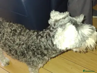 Miniature Schnauzer dogs Jennifer Knowles - Advert 1