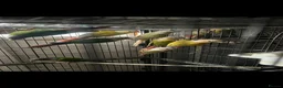 Conures birds for sale: Conures - Advert 1