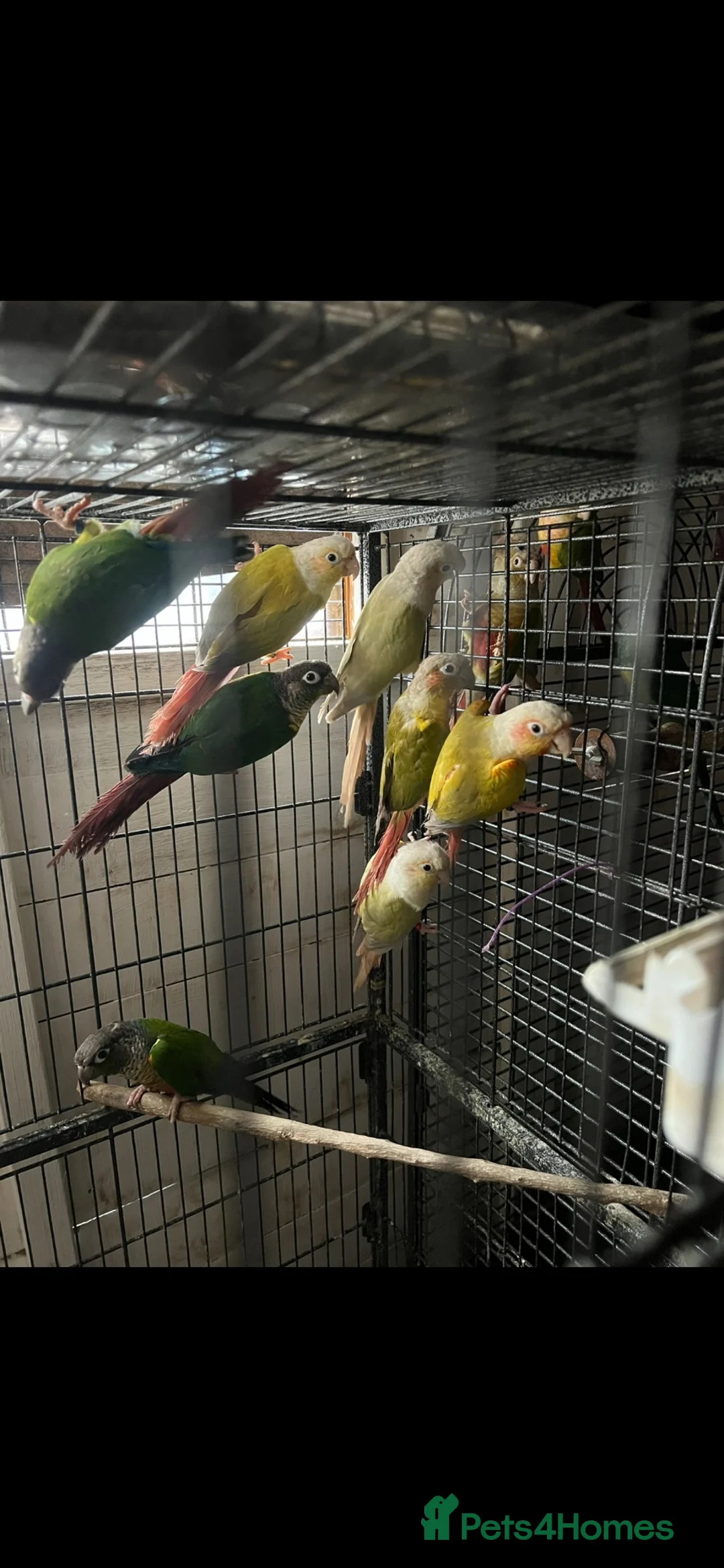 Conures birds for sale: Conures - Advert 1