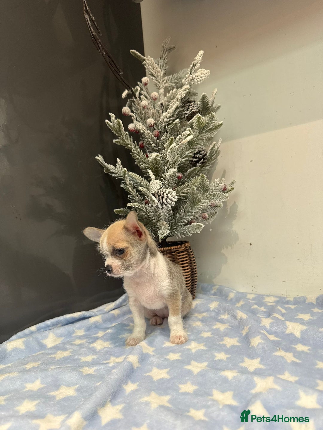 Chihuahua dogs for sale: Chihuahua  - Advert 10