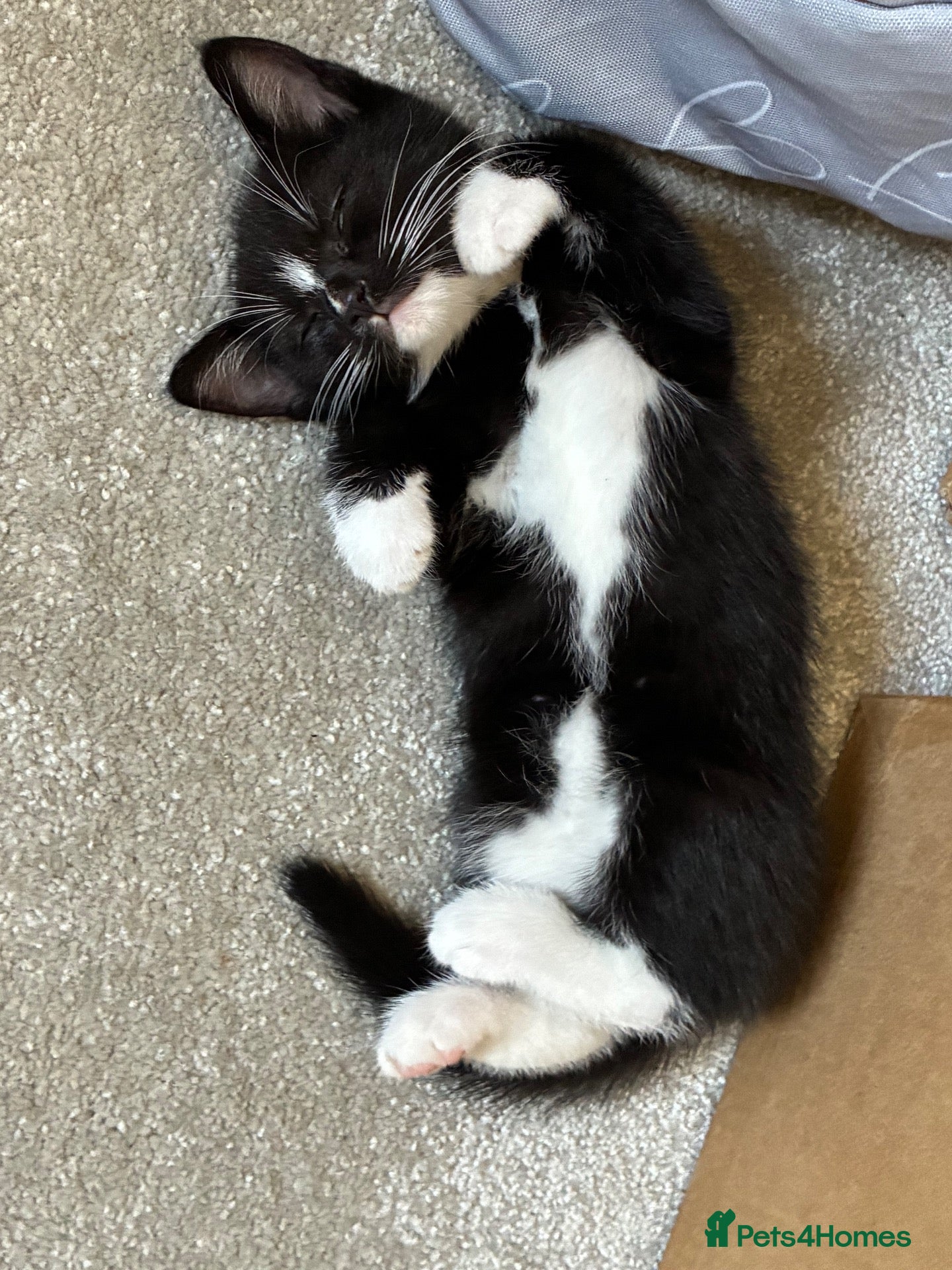 Mixed Breed cats 4 x cross kittens  - Advert 10