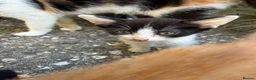 Mixed Breed cats for sale: Kittens for sale - Advert 2