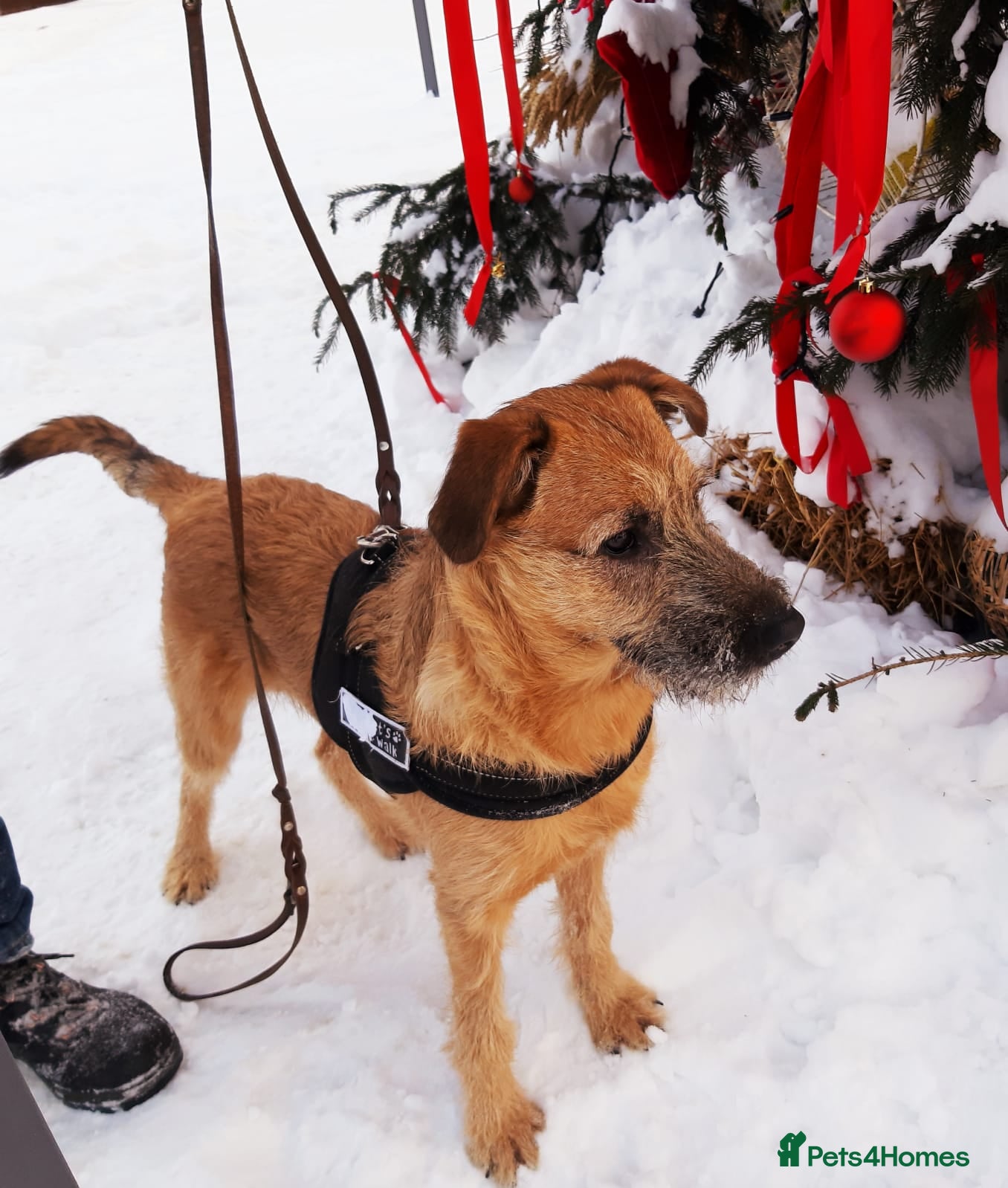 Mixed Breed dogs 💙NIKE💙7 month old boy who lives with 17 cats🐱😍 - Advert 18