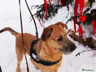 Mixed Breed dogs 💙NIKE💙7 month old boy who lives with 17 cats🐱😍 - Advert 18