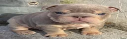 English Bulldog dogs for sale: Last KC English Bulldog Pup – Open to Offers - Advert 31