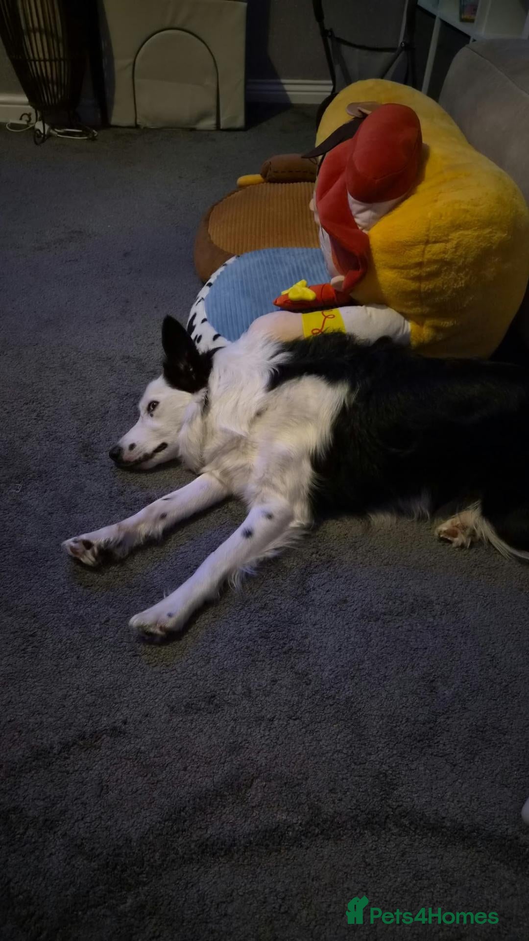Border Collie dogs 11 month old boarder collie  - Advert 13