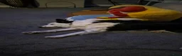 Border Collie dogs for sale: 11 month old boarder collie  - Advert 1