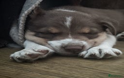 Border Collie dogs for sale: KC registered Border collie boy - Image 9