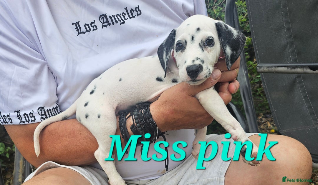 Dalmatian dogs for sale: Dalmatian puppies Ready now - Image 11