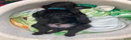 Standard Poodle dogs for sale: Reservation List Open. Standard Poodle Puppies - Advert 19