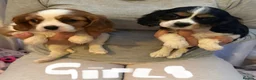 Cavalier King Charles Spaniel dogs for sale: ⭐️⭐️⭐️⭐️⭐️ King Charles cavalier puppy’s  - Advert 10