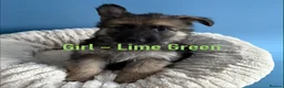 German Shepherd dogs for sale: Pedigree long haired German Shepherd puppies in Chester-le-Street - Advert 13