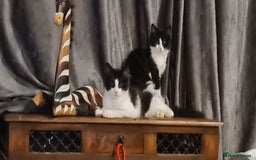 Maine Coon cats for sale: Beautiful Bonded Sisters - Image 3