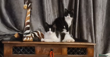 Maine Coon cats - Advert 1