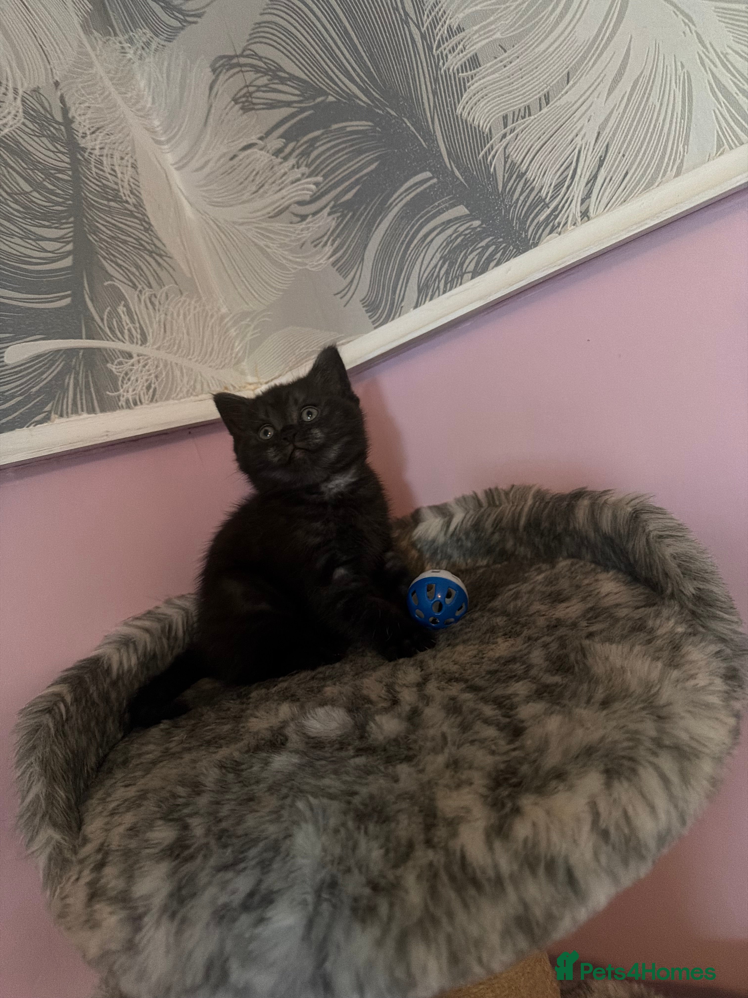Mixed Breed cats for sale: British shorthair kittens (mixed breed) - Advert 2