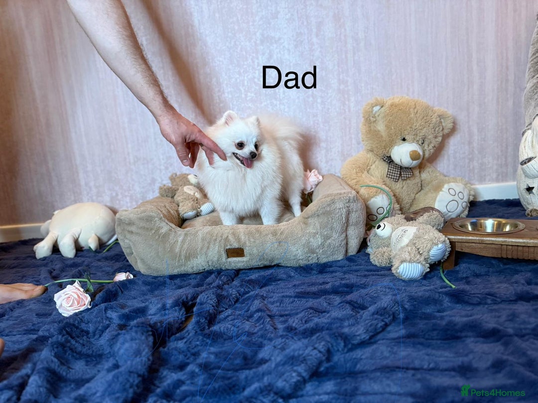 Pomeranian dogs for sale: ** Pomeranian/700g-11 week Champion EU Bloodline  - Image 19