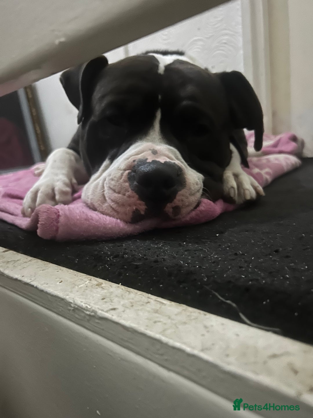 Mixed Breed dogs for sale: FULL SHAR-PEI/MASTIFF x STAFF = PUPPIES  - Advert 2