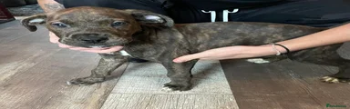 Mixed Breed Puppy 3