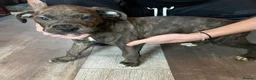 Mixed Breed dogs for sale: Stunning Cane Corso x Presa Canario Puppies  - Advert 15