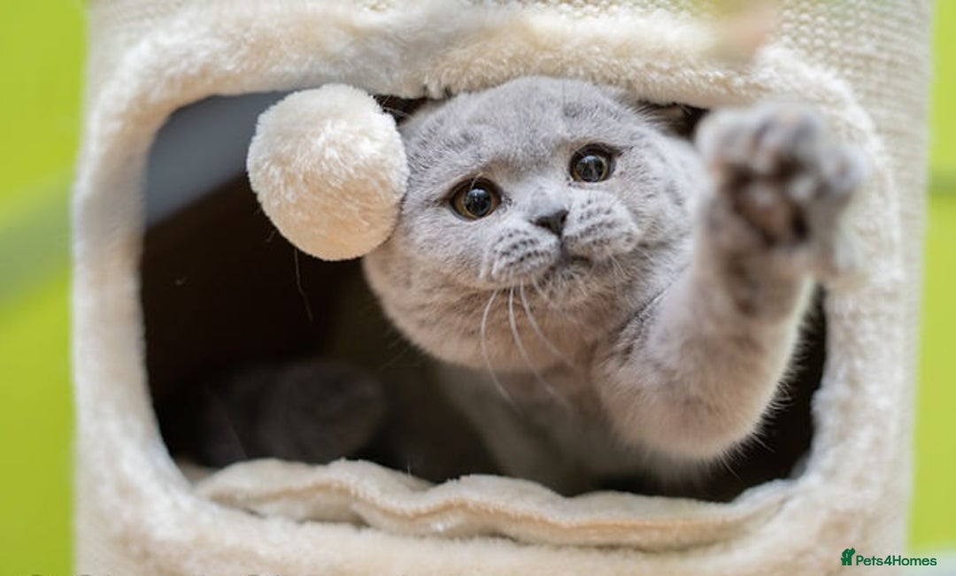 British Shorthair cats for sale: British Shorthair Kittens - Advert 8