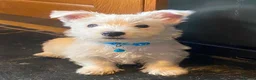 West Highland Terrier dogs for sale: Beautiful Westie puppies for sale  - Advert 8