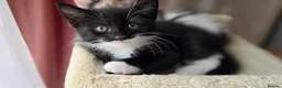 Mixed Breed cats for sale: Beautiful 9 Week Old Mixed Breed Kittens Ready Now - Advert 9