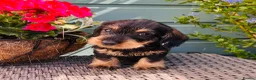 Dachshund dogs for sale: 🐾🌿 KC Registered Teckel Dachshund Litter 🌿🐾 - Advert 7