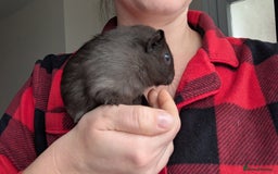 Guinea Pig rodents for sale: Guinea pig BOY  - Advert 4