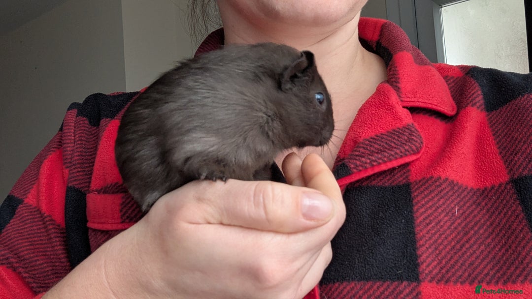 Guinea Pig rodents for sale: Guinea pig BOY  - Advert 4