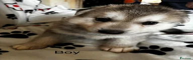 Shepsky 1
