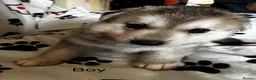 Shepsky dogs for sale: 3 beautiful shepsky puppies  in Stoke-on-Trent - Advert 2