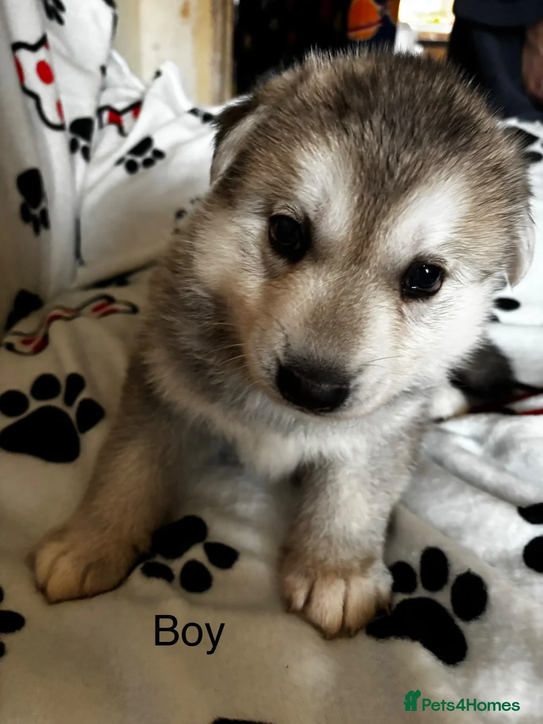 Shepsky dogs for sale: 3 beautiful shepsky puppies  in Stoke-on-Trent - Advert 2