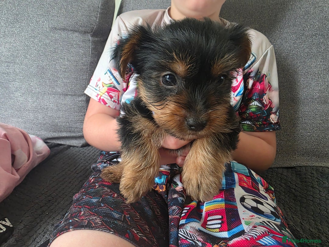 Yorkshire Terrier dogs for sale: Beautiful Yorkshire Terrier Puppies Ready Soon - Image 6