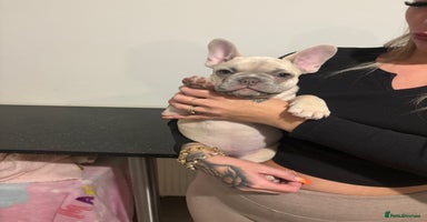 French Bulldog dogs - Advert 4