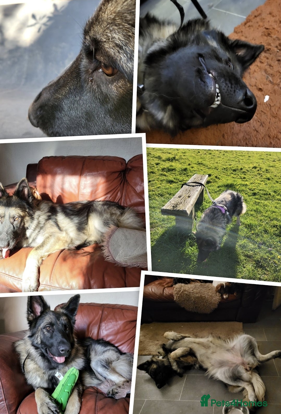 German Shepherd dogs Straight Back Long Hair GSD – Female - Advert 4