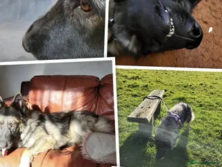 German Shepherd dogs Straight Back Long Hair GSD – Female - Advert 4