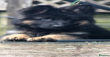 German Shepherd dogs - Advert 2