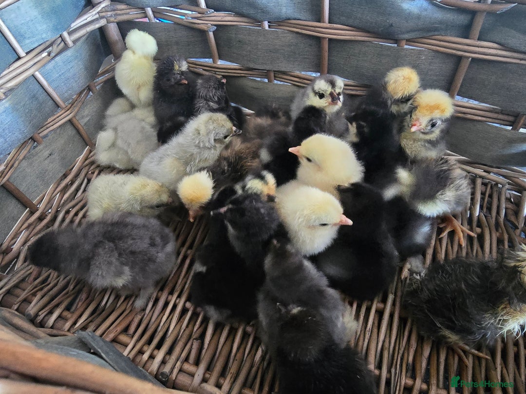 Chickens poultry for sale: Pekin Bantam & Polish chicks - Image 5