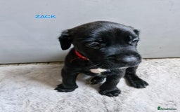 Mixed Breed dogs for sale: Amazing puppies - Image 8