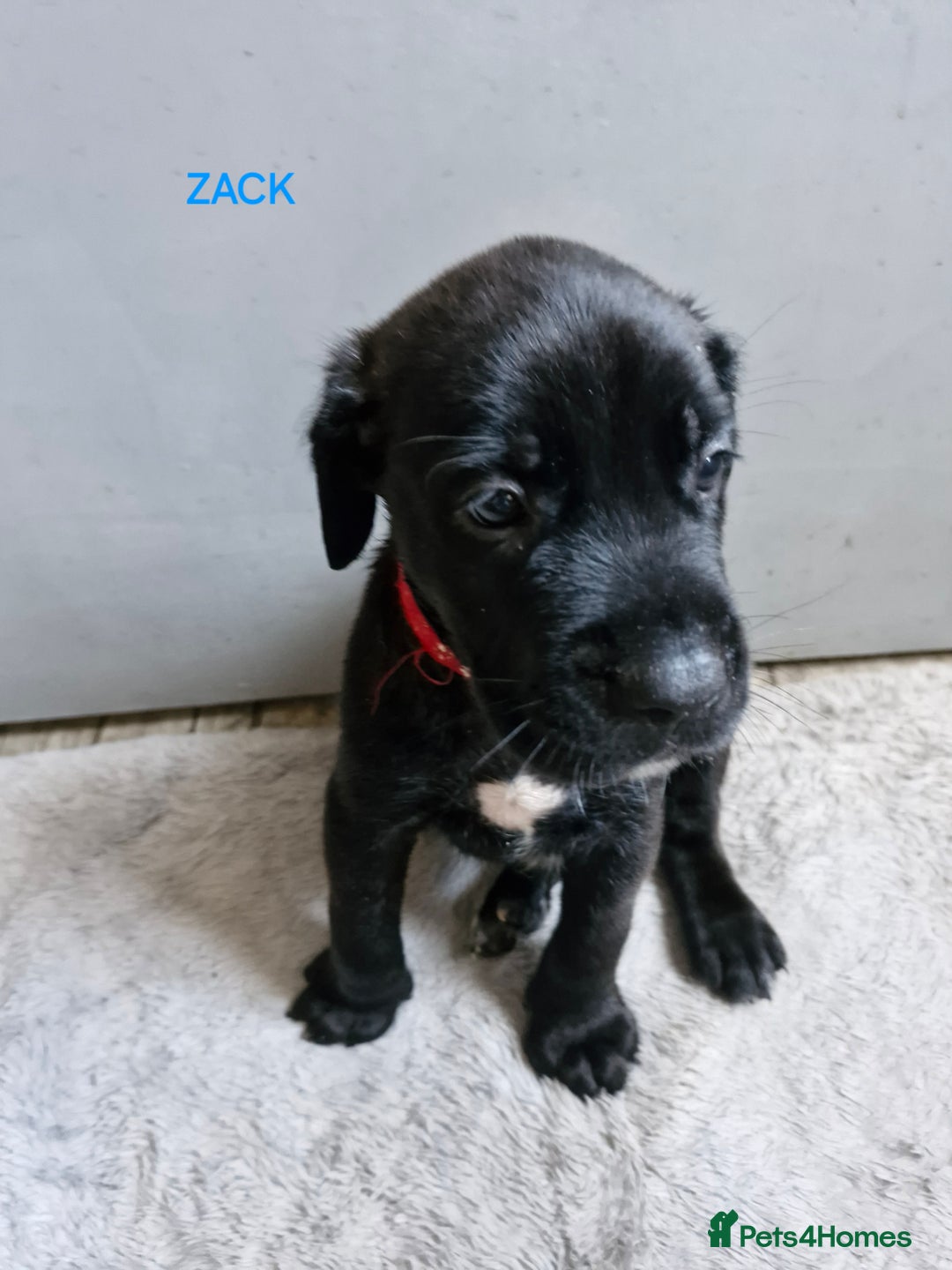 Mixed Breed dogs for sale: Amazing puppies - Image 8