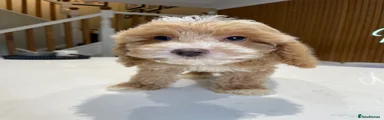 Cockapoo 3