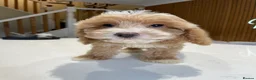 Cockapoo dogs for sale: F1B Cockapoo Pups - Ready to leave now!! - Advert 18