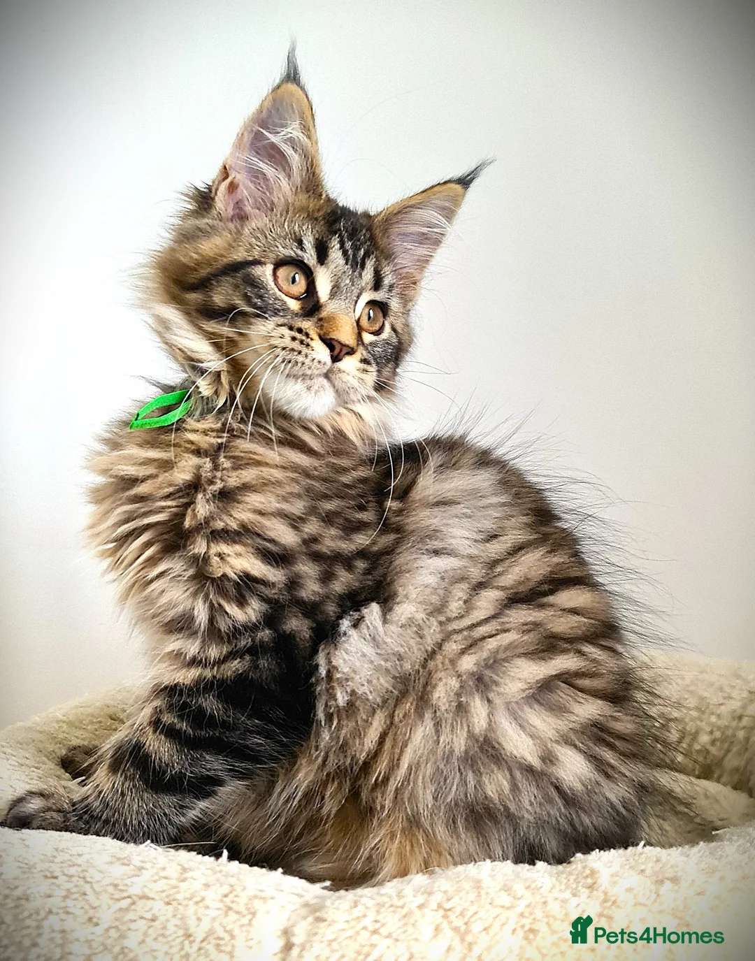 Maine Coon cats for sale: STUNNING 4️⃣ PEDIGREE MAINE COON KITTENS READY ❗❗❗ - Advert 6