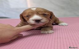 Cockapoo dogs for sale: Stunning red and golden F1 female cockapoo puppies - Image 8