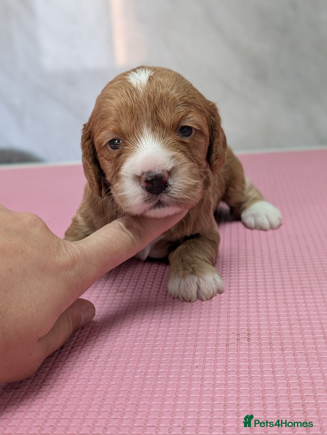 Cockapoo dogs for sale: Stunning red and golden F1 female cockapoo puppies - Image 8