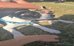 Mixed Breed dogs for sale: Absolutely gorgeous oreo - Image 1